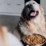 Zdravija opcija za osjetljive ljubimce Bezglutenska hrana za pse