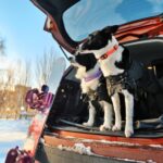 Tipska korita za prtljažnik automobila kao koristan dodatak Tipska korita za prtljažnik automobila