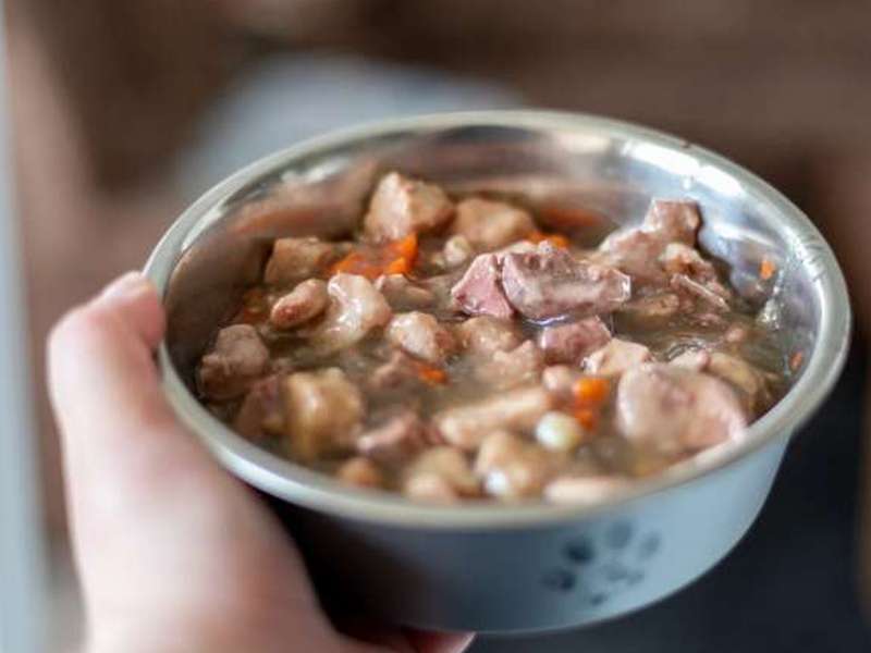 mokra hrana za pse izvrstan je izbor za pse